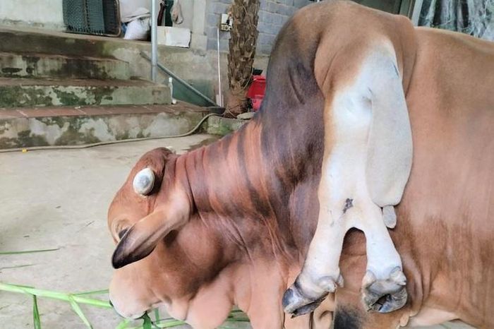 Từ khi sinh ra có thêm 2 cái chân và 1 cái đuôi, con bò phát triển khỏe mạnh bình thường, các chân và đuôi thừa cũng lớn dần lên, to gần bằng với chân chính.