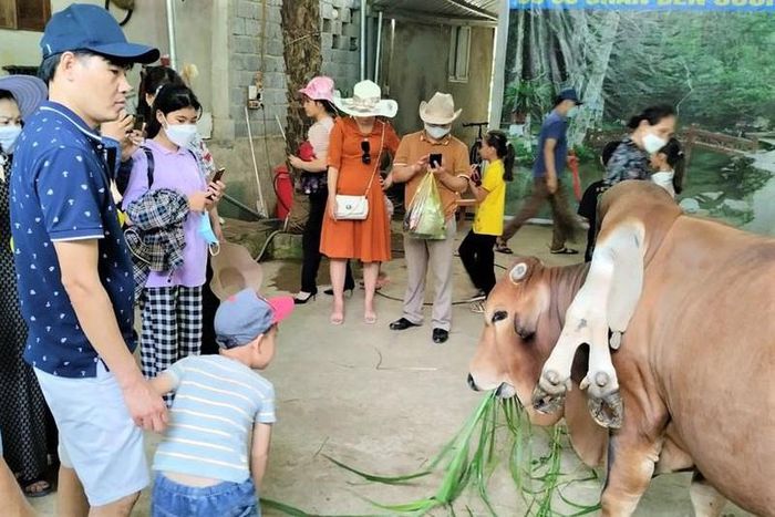Người dân ùn ùn kéo đến xem con bò kỳ lạ của gia đình anh Tuấn.