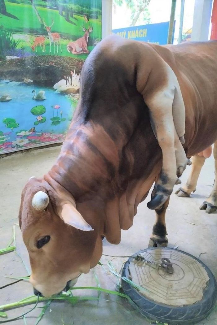 Con bò được chủ nhân chăm sóc cách đặc biệt nên rất béo tốt.