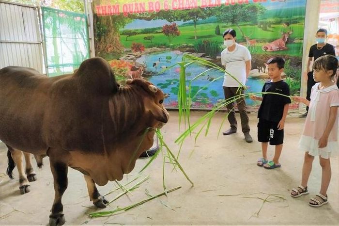 Mới đây có người trả giá con bò với số tiền là 5 tỷ đồng nhưng anh Tuấn vẫn không đồng ý, quyết giữ lại để "hưởng lộc trời ban".