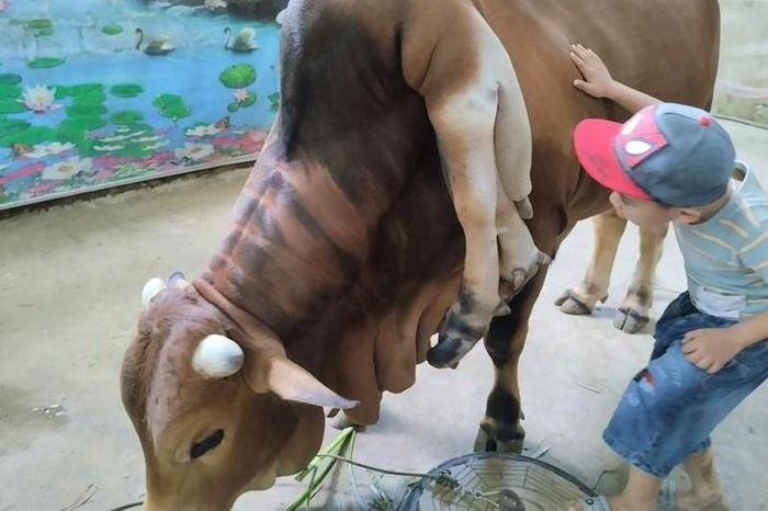 Con bò 6 chân 2 đuôi rất lành tính, dễ gần, trẻ em thoải mái đến gần vuốt ve mà không lo bị tấn công.