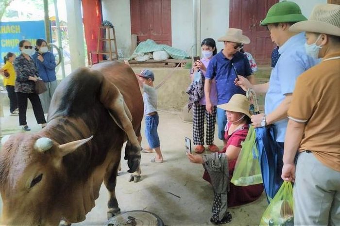 Có nhiều người đã hỏi mua con bò đột biến nhưng anh Tuấn không bán.