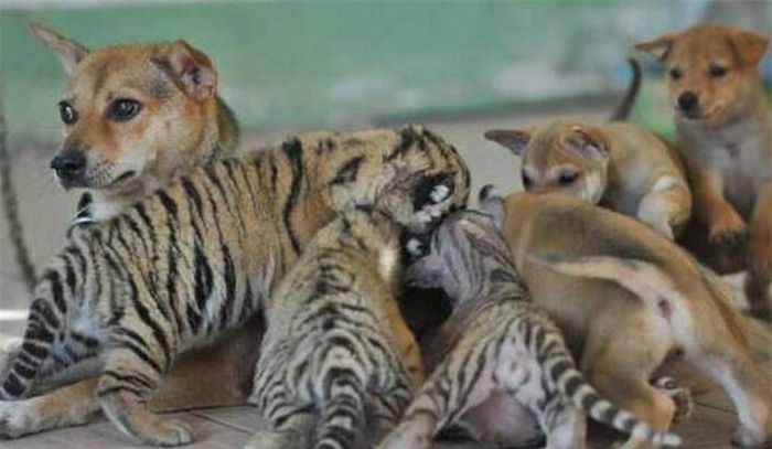 Mặc dù không cùng giống loài nhưng chúng luôn hòa thuận với nhau như anh em (Ảnh: Ksina)