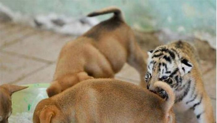 Ba chú hổ nhanh chóng hòa nhập cùng đàn chó con (Ảnh: Ksina)