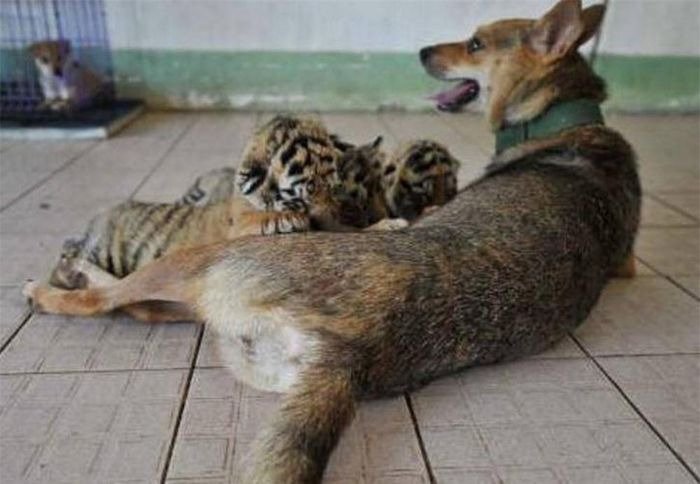 Chó mẹ đã cho ba chú hổ bú sữa của mình (Ảnh: Ksina)
