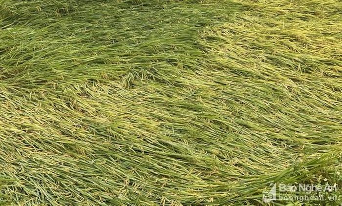 Lúa Xuân đổ rạp sẽ ảnh hưởng đến năng suất ở xã Nam Thành, huyện Yên Thành. Ảnh: Văn Trường
