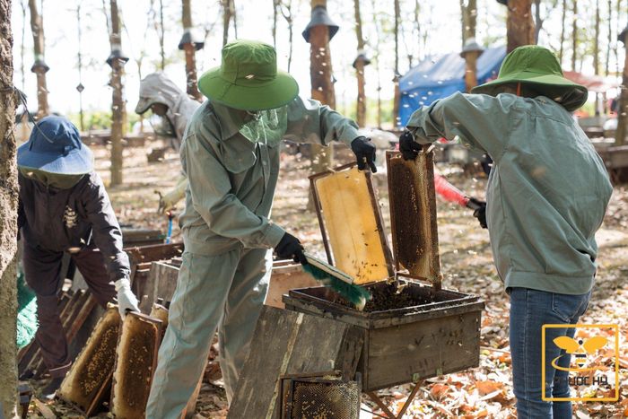 Trang trại ong mật Phước Hỷ áp dụng mô hình nuôi ong thùng kế theo hướng VietGAP để nâng cao chất lượng mật. Ảnh: Gia Hưng