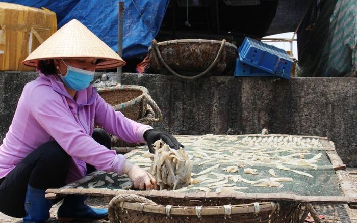 Lao động trên bờ ở vùng duyên hải Thanh Hóa sơ chế hải sản.
