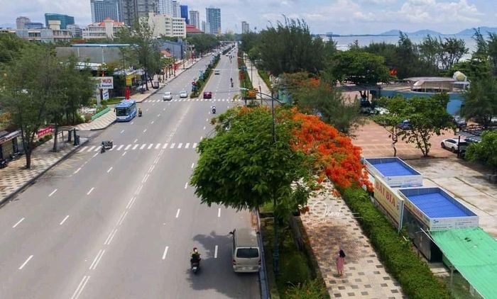 Cây phượng "lạ" nhìn từ trên cao 