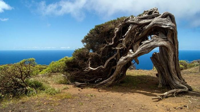 El Hierro là hòn đảo nhỏ nhất, trẻ nhất và có thể là xanh nhất quần đảo. Phần lớn được che phủ bởi cây cối, gồm rừng thông và rừng lá kim. Trong đó, một khu vực có những thân cây kỳ lạ nhất mà bạn khó lòng thấy ở đâu khác: loạt thông xoắn với cành cây bị gió uốn thành hình thù lạ lùng, như tóc phù thủy. Ảnh: Inntravel. 