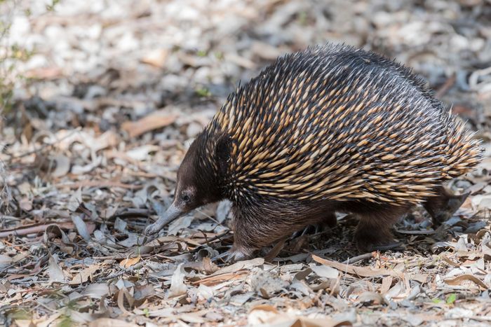 Echidna, còn được gọi là thú ăn kiến có gai, là động vật có vú đơn tính, có nghĩa là nó không sinh con mà đẻ trứng. Cơ thể chúng được bao phủ bởi gai và có mõm dài. Nguồn: Wikipedia.