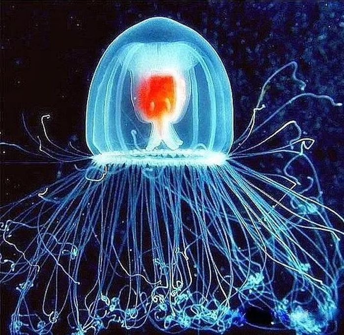 Turritopsis nutricula, một loài sứa thuộc họ Oceanidae, Turritopsis nutricula có nguồn gốc từ vùng biển Caribe. Loài này có cơ thể trong suốt, và có thể tỏa sáng trong bóng tối. Nguồn: Alarabiya.