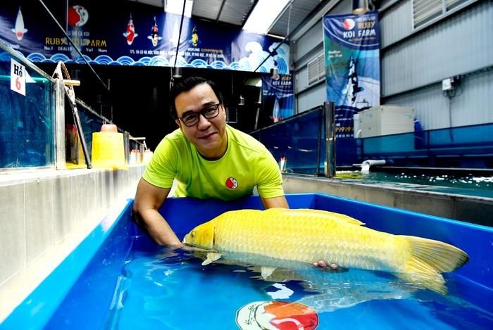 Đại gia Thắng Ngô hiện đang sở hữu trang trại cá Koi lớn hàng đầu thế giới