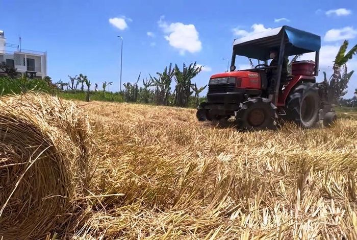 Máy cuộn rơm được đưa xuống ruộng lúa đã thu hoạch xong.