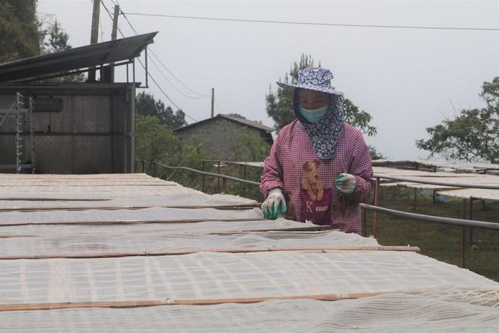  Người dân ở Phia Đén phơi miến dưới nắng trên độ cao gần 2000 mét so với mực nước biển. (Ảnh: Chu Hiệu/TTXVN) 