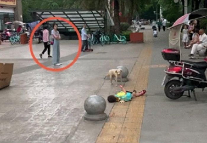 Chú chó hẳn là không hiểu chuyện gì đang xảy ra. 