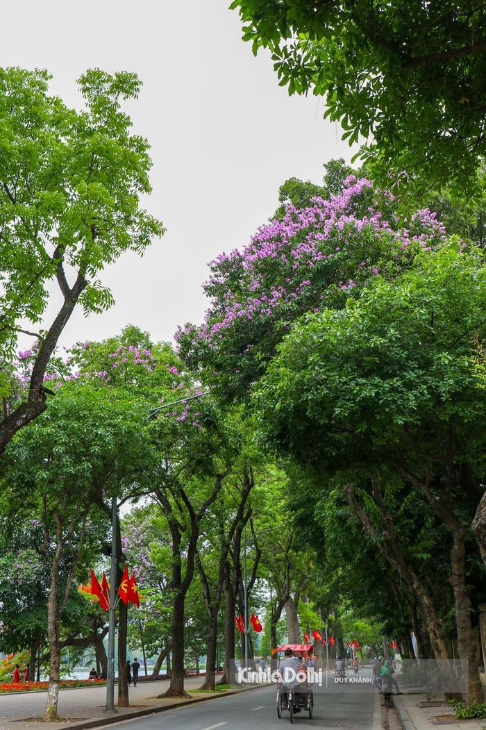 Màu tím biếc của bằng lăng khiến cho phố phường Hà Nội trở nên rực rỡ hơn.