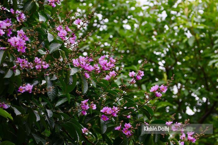 Màu tím của bằng lăng như tượng trưng cho tình yêu thủy chung.