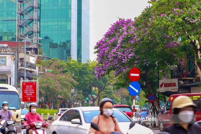 Cứ mỗi độ đầu tháng 5, trên nhiều con đường của Thủ đô hoa bằng lăng tím lại nở rộ.
