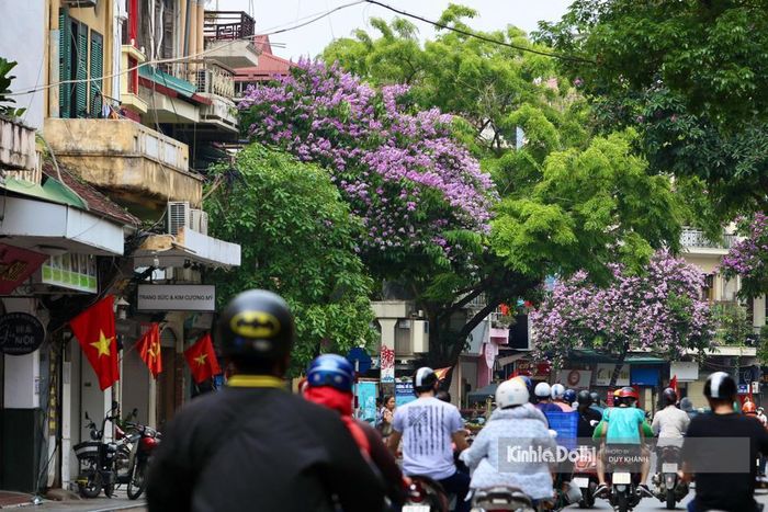 Bằng lăng cũng là loại hoa chóng tàn. Hoa bắt đầu nở rộ với màu tím ngắt, rực rỡ nhất, sau đó nhạt dần rồi rơi rụng.