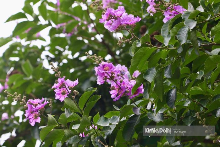 Ngoài màu hoa phổ biến là tím nhẹ nhàng, hoa bằng lăng còn có màu hồng, tím trắng hay tím sẫm rất đẹp mắt, hoa thường mọc thành từng chùm ở đầu cành, cành hoa có chiều dài từ 20 - 30cm. Mỗi bông hoa khi nở xòe rộng và được tạo thành từ 6 cánh hoa mỏng, nhẹ như xác pháo.