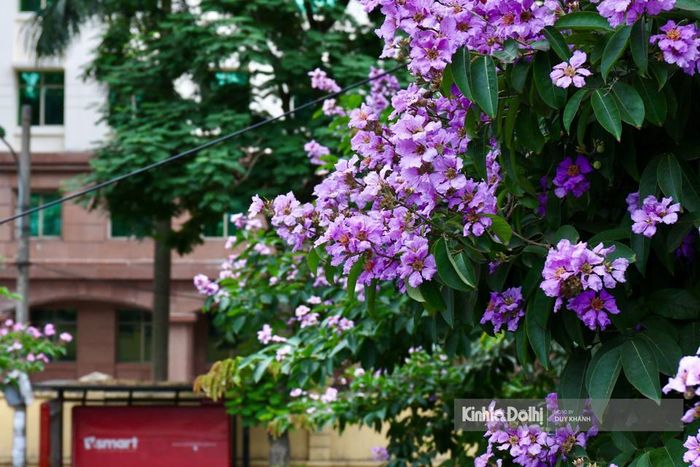 Có nhiều con đường dù đã có tên nhưng vẫn được không ít người gọi là con đường bằng lăng theo một cách thân thương.