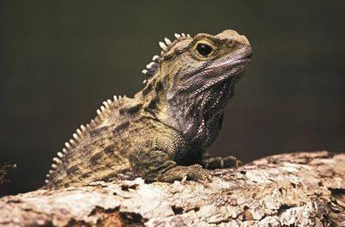 Tuatara là một loài bò sát giống thằn lằn, đây được coi là hóa thạch sống bởi nó là loài duy nhất còn sống sót của một họ bò sát sống cách đây khoảng 200 triệu năm. Loài Tuatara hiện nay có thể sống tới hơn 100 năm. Nguồn: Kevin Schafer/Getty Images