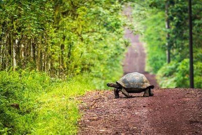 Với tuổi thọ trung bình là 177 năm, rùa cạn được coi là một trong những loài động vật có xương sống sống lâu nhất trên Trái đất. Nick Dale/EyeEm/Getty Images