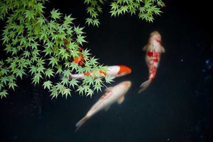 Cá koi có tuổi thọ trung bình là 40 năm, mặc dù có một số con cá koi đã sống trên 200 năm. Một số loài cá koi trong quần thể hoang dã có thể được tìm thấy ở Bắc Mỹ, Nam Mỹ, Châu Phi, Châu Âu và Châu Á. Nguồn: Russell Morales/Getty Images