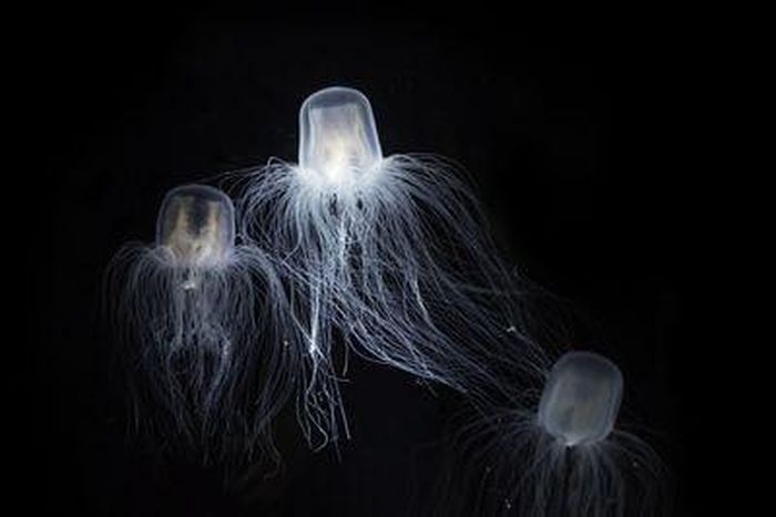 Immortal Jellyfish là loài sứa bất tử, được tìm thấy chủ yếu ở Địa Trung Hải. Chúng thường bám vào đáy các tàu chở hàng và đi vòng quanh thế giới. Nguồn: Duangkamon Panyapatiphan/Getty Images