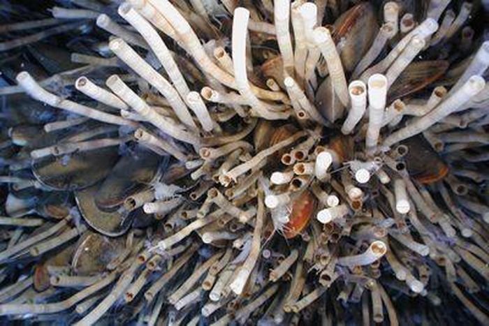 Giun ống Lamellibrachia được biết đến là những sinh vật biển sâu đầy màu sắc, sống từ 170 đến 250 năm. Con trưởng thành có thể phát triển chiều dài tới hơn 6 mét. Loài này chủ yếu sống ở khu vực Đại Tây Dương, đặc biệt là ở các phần nông của lưu vực Vịnh Mexico. Nguồn: NOAA Photo Library/Wikimedia Commons/Public Domaing