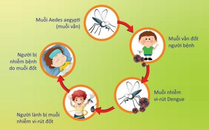 Minh họa về con đường nhiễm bệnh sốt xuất huyết.