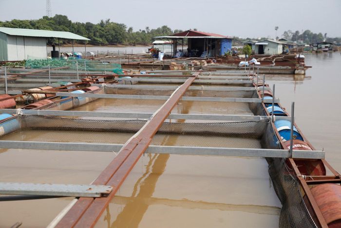 Bè cá được thiết kế chắc chắn bằng khung thép với thùng phuy