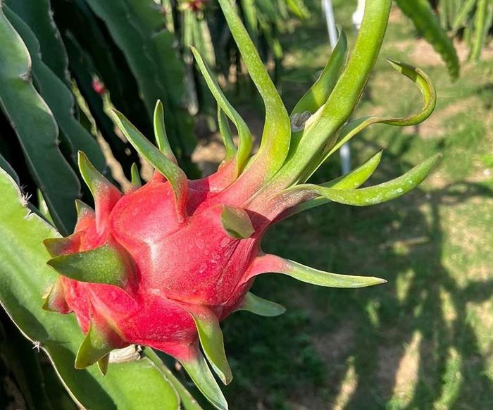 Thanh long có giá cao nhưng nhà vườn không có hàng để bán.