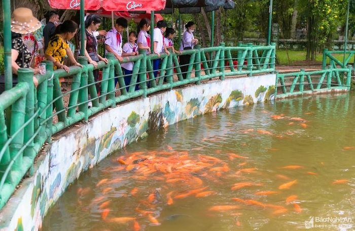 Cá chép vàng mang từ Khu Di tích Phủ Chủ tịch Hà Nội vào Khu Di tích Kim Liên. Du khách đến tham quan được tự tay cho cá ăn. Ảnh: Đức Anh