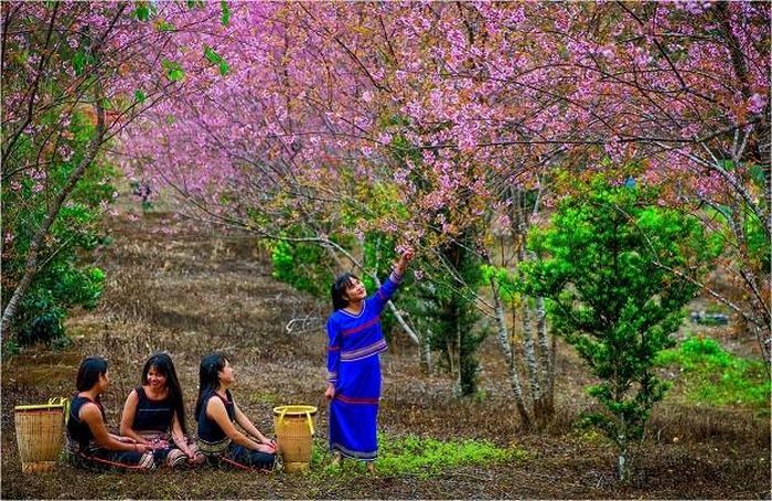 Những thiếu nữ bên hoa mai anh đào tại Măng Đen, huyện Kon Plông. (Nguồn: Báo Kon Tum)