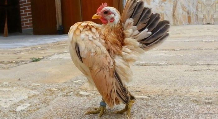 Năm 2000, Serama được nhập khẩu lần đầu tiên vào Mỹ bởi Jerry Schexnayder. Đây là một thành tựu khá lớn vì một vài năm sau đó, tất cả hoạt động nhập khẩu đều bị cấm do dịch cúm gia cầm ở châu Á bùng phát. Ông Schexnayder sau đó đã thành lập Hội đồng Serama ở Bắc Mỹ để phát triển giống gà này.