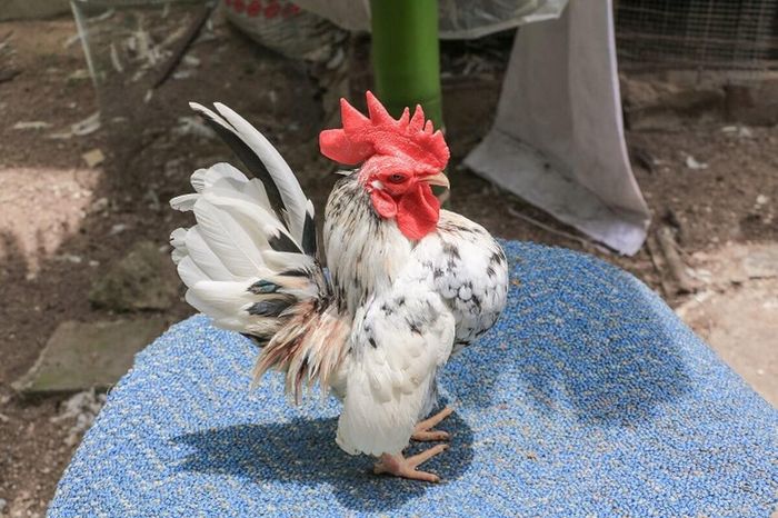 Loài gà Serama có nguồn gốc từ tỉnh Kelantan, Malaysia. Tên gọi của giống gà này được đặt bởi Wee Yean Een vào những năm 1970 nhằm tưởng nhớ Rama, một trong những vị vua Thái Lan. Serama là sản phẩm lai tạo chọn lọc giữa giống gà lai Nhật Bản với giống gà địa phương của Malaysia.