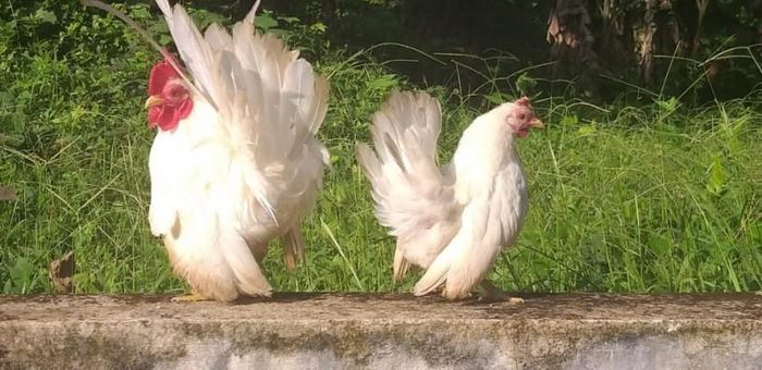 Tùy vào mỗi quốc gia, Serama có tiêu chuẩn riêng về vẻ đẹp. Ở Malaysia, loài gà này được phân loại theo hình dạng (mảnh mai, quả táo, quả bóng, con rồng...) Chúng được phân thành 4 kích cỡ và trọng lượng, gồm hạng siêu nhỏ, A, B, C. Những con gà lớn hơn 4 hạng này không được chấp nhận để nhân giống.