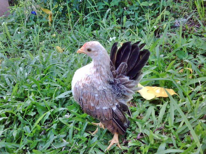 Kích thước càng nhỏ, việc ấp và nuôi gà con càng khó khăn. Những con gà nhỏ này rất thân thiện và thích đi theo người xung quanh trong nhà nên chủ yếu được nuôi làm cảnh. Chúng chịu được nhiệt độ từ nóng đến lạnh. Môi trường tốt nhất cho loài gà này sinh trưởng là khu vực không có gió lùa và trên 4,44 độ C.
