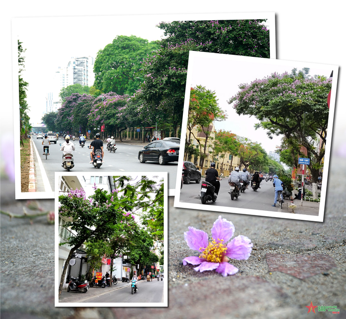 Vào những ngày hè oi ả, đi dưới những hàng cây bằng lăng khoe sắc, người đi đường thường có cảm giác thư thái, dễ chịu.