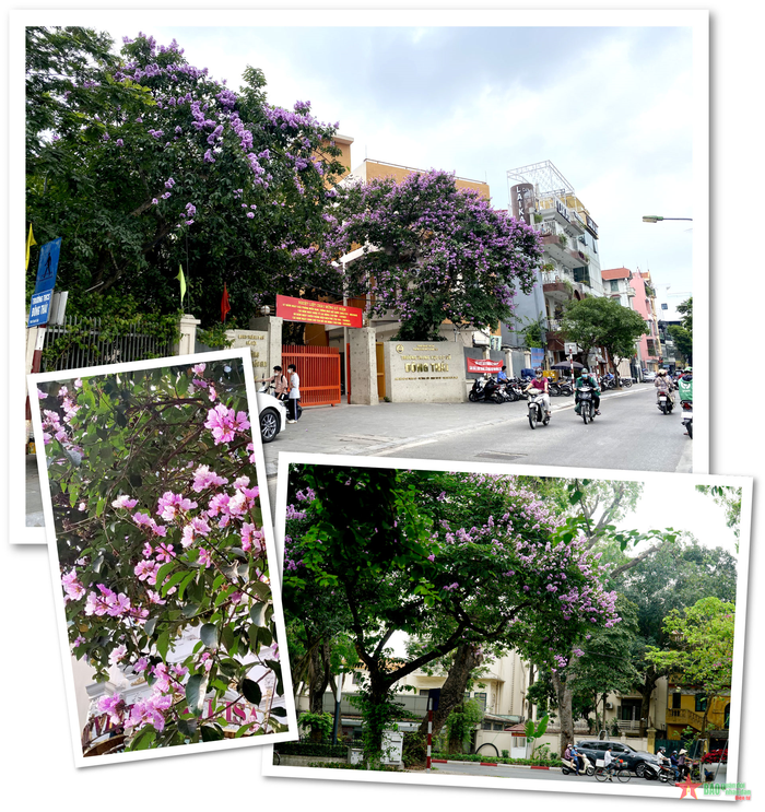Vào những ngày này, không khó để bắt gặp hình ảnh những cây bằng lăng đang khoe sắc dưới nắng hè. Tại Hà Nội, bằng lăng được trồng nhiều ở các con phố như: Điện Biên Phủ, Kim Mã, Hoàng Quốc Việt,…