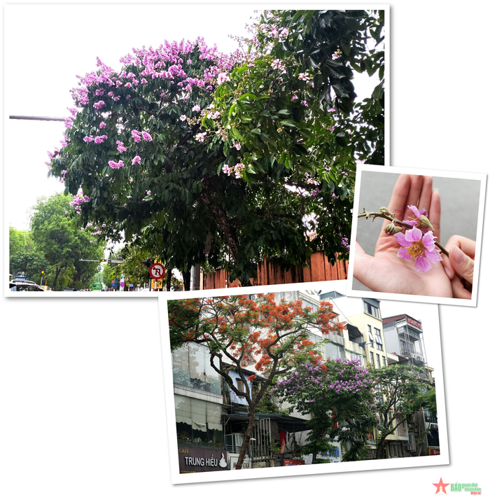 Bên cạnh màu tím nhạt, hoa bằng lăng còn có màu hồng, tím trắng hay tím sẫm rất đẹp mắt. Hoa thường mọc thành từng chùm ở đầu cành, mỗi chùm dài khoảng 20-30 cm.