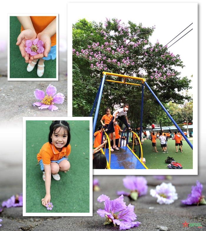 Cây bằng lăng có tán lá dày và rộng nên thường được trồng để làm cảnh, tạo bóng mát tại những công trình trọng điểm như: Trường học, công viên, đường phố…