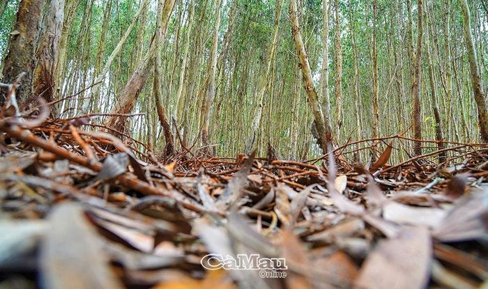 U Minh Hạ có hệ sinh thái rừng tràm trên lớp than bùn thuộc loại quý hiếm của Việt Nam.