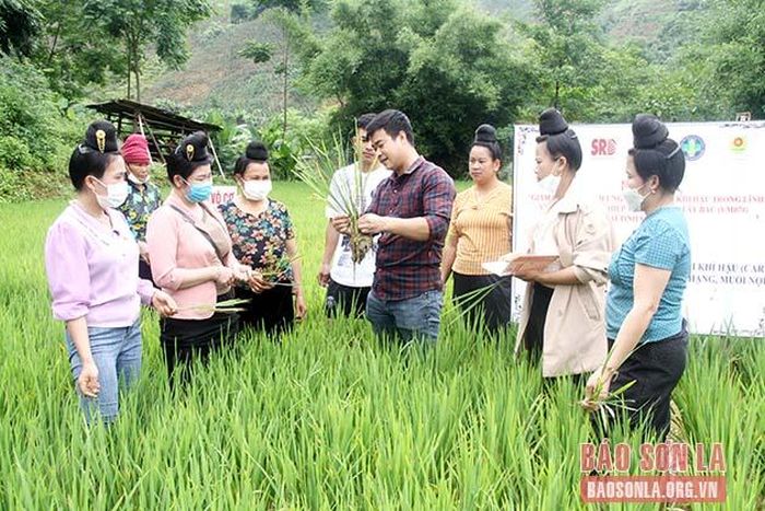 Thực hành nhận biết cây lúa giai đoạn làm đòng và quan sát sâu bệnh hại trên lúa.