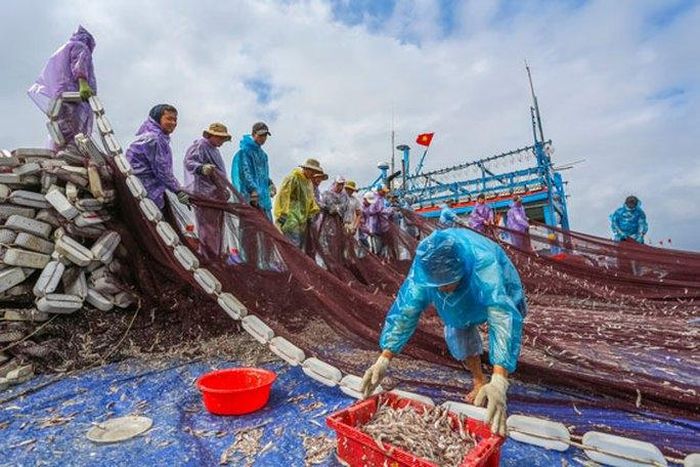 Mùa cá cơm trên đảo Lý Sơn .Ảnh: ĐÀM VĂN THẢO