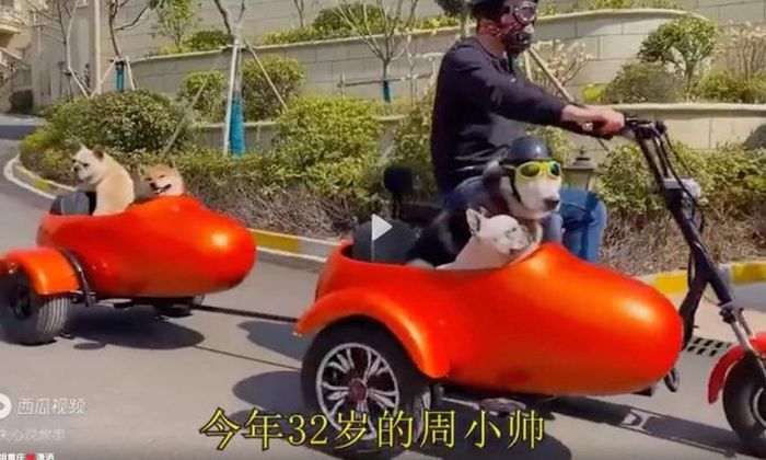  Anh Zhou chơi cùng những chú chó cưng của mình. Ảnh: Douyin 