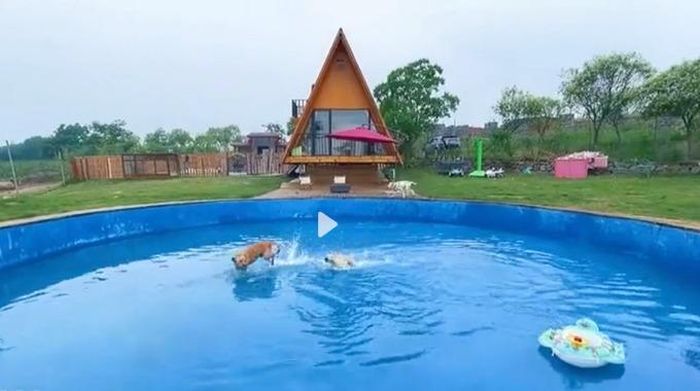  Những chú chó đùa giỡn ở hồ bơi riêng của chúng. Ảnh: Douyin 