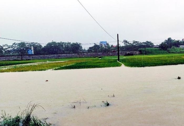 Nhiều diện tích hoa màu của người dân bị nhấn chìm.